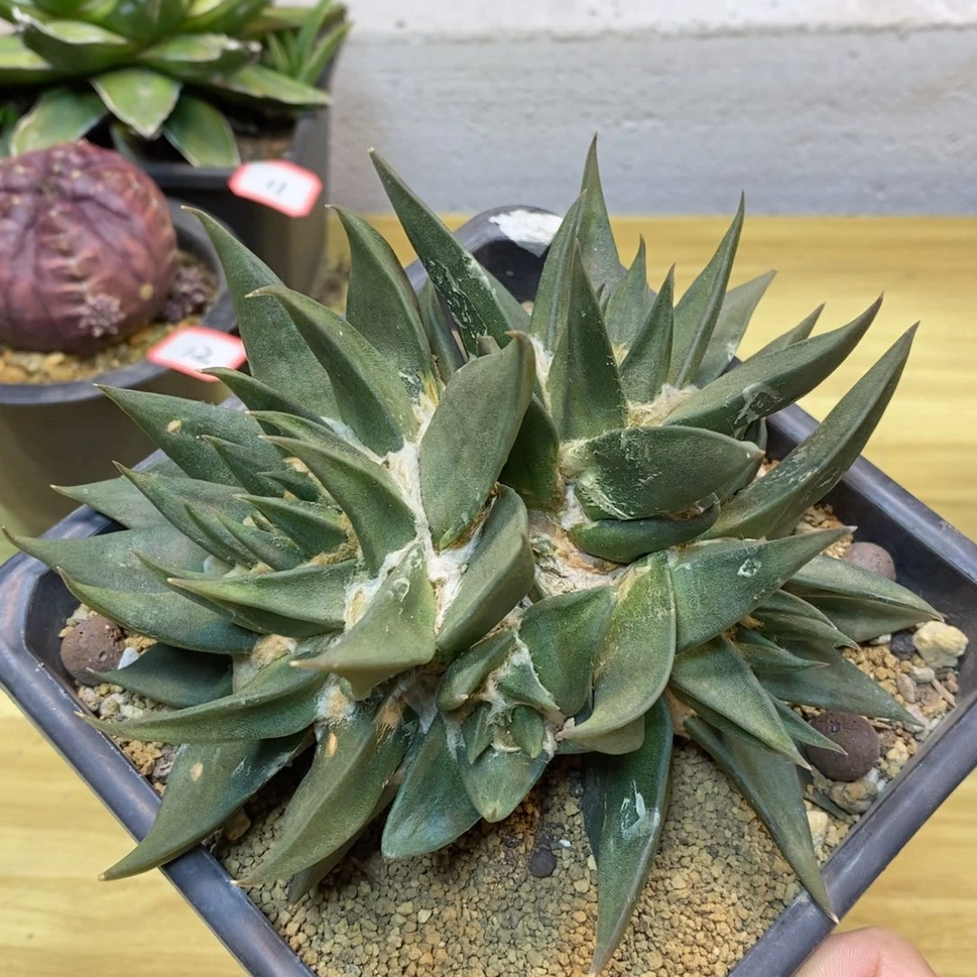 13号 自根龙牙岩牡丹群生整体14.5公分