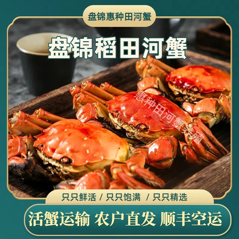 盘锦稻田母蟹（1.6-1.3两/只） 18-15只2.5斤 现抓活蟹 死蟹包赔