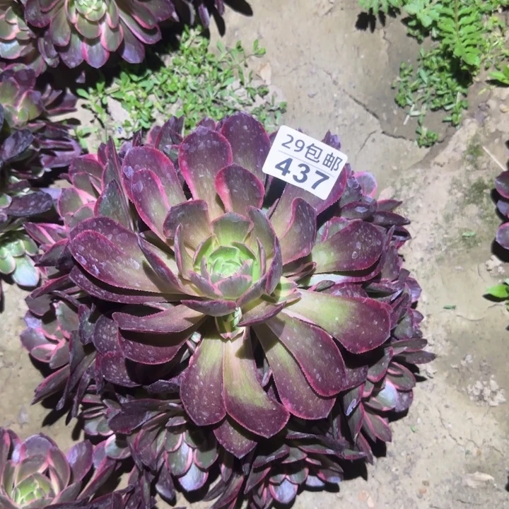 粉花妖……多肉植物的