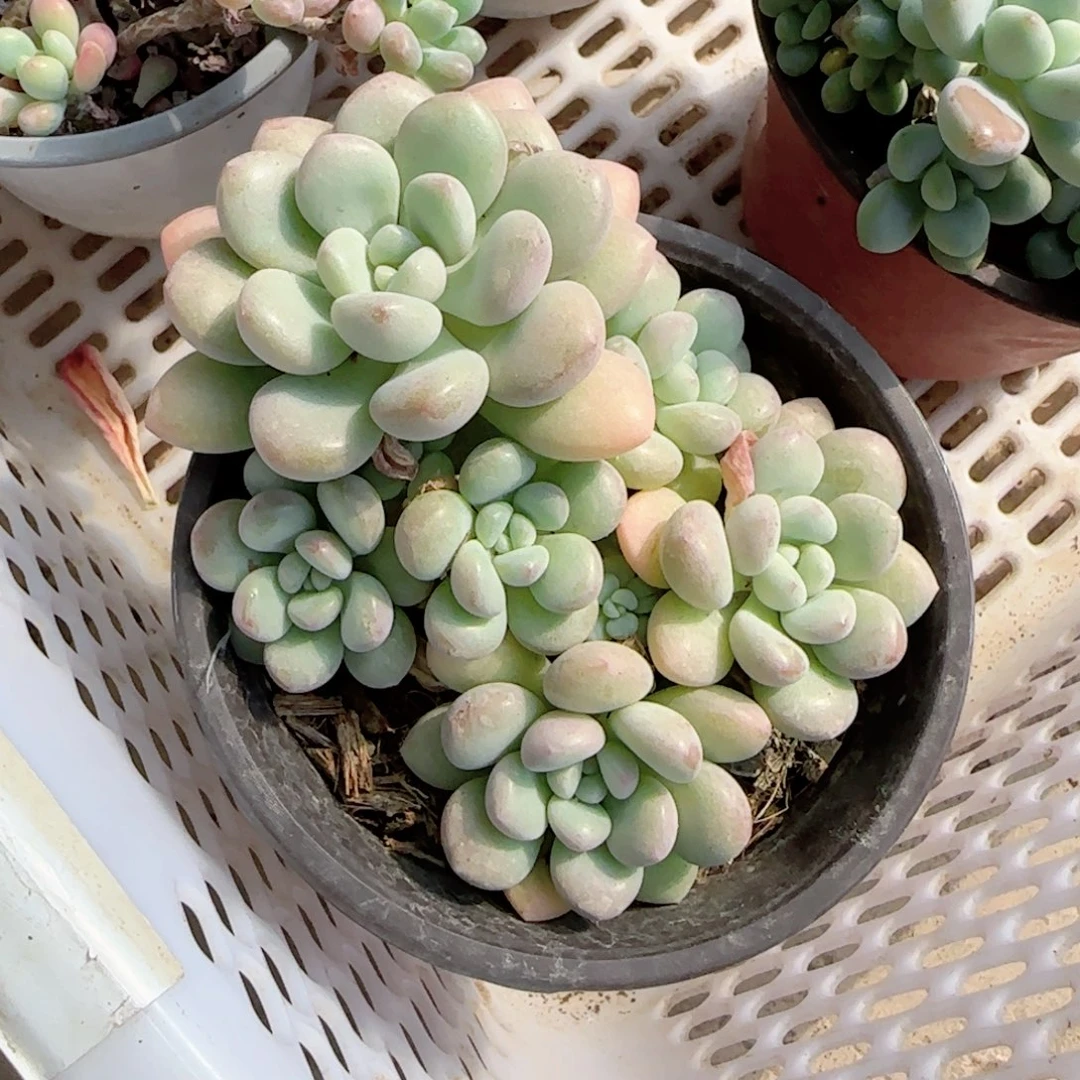 无花朵泡泡糖群生