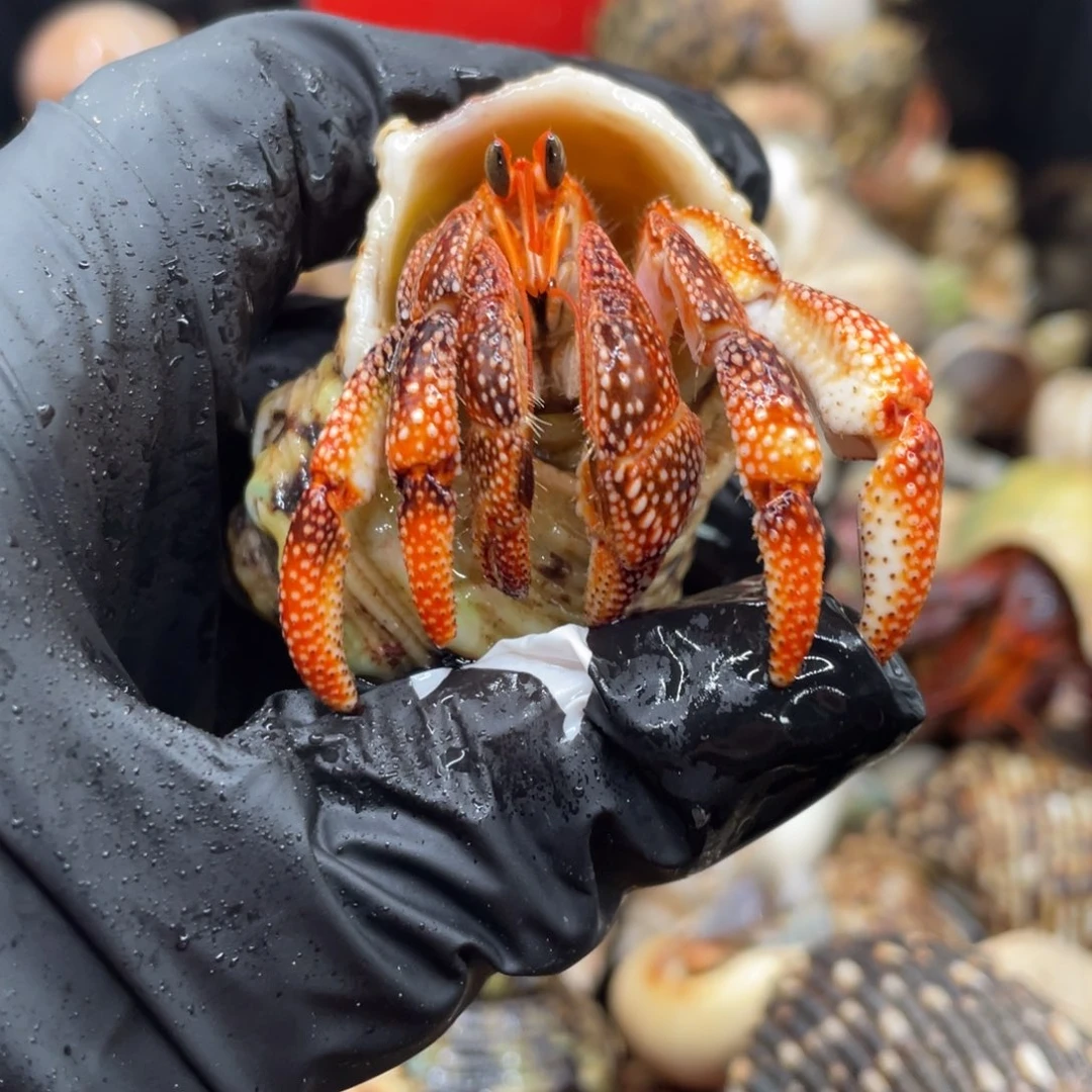 不退不换谢谢支持31