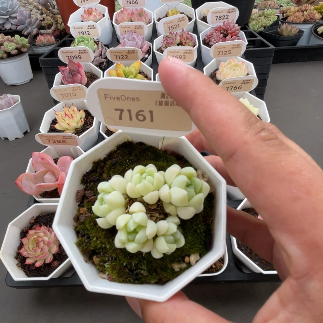 7161白月光4.5厘米