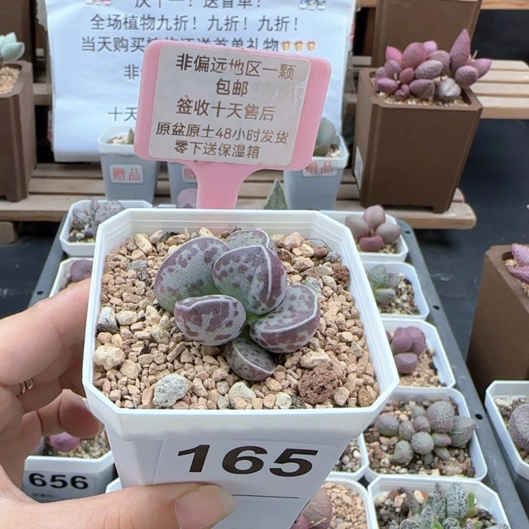 165艾薇蛋多肉植物