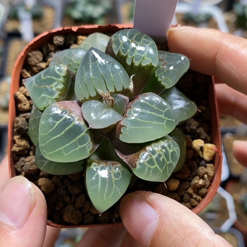 【闪购商品】老*481葡萄克