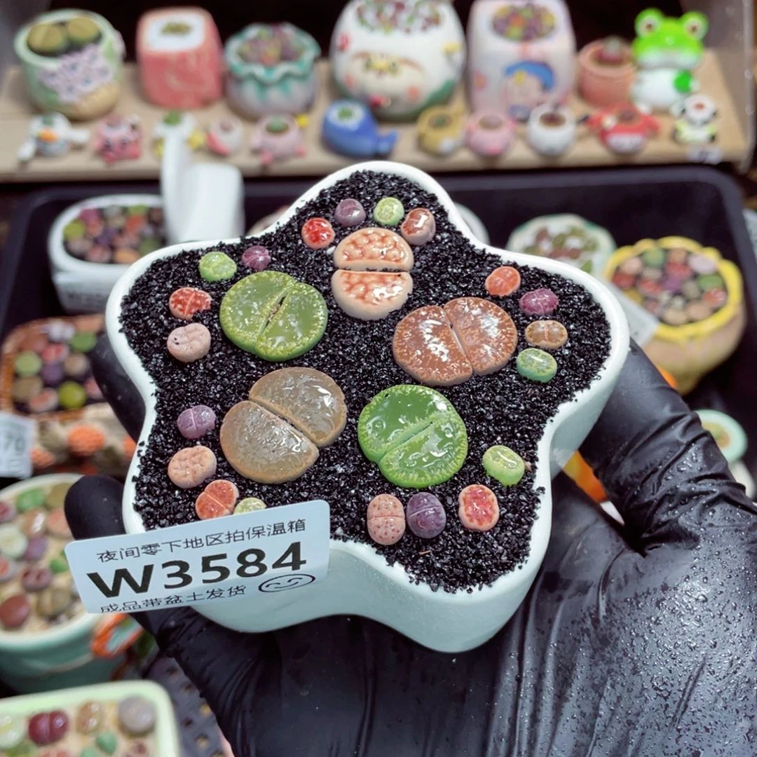 夜间零下地区拍保温箱w3584