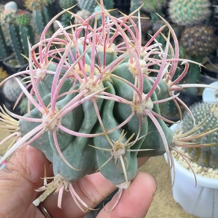 仙人球，神龙玉，有根