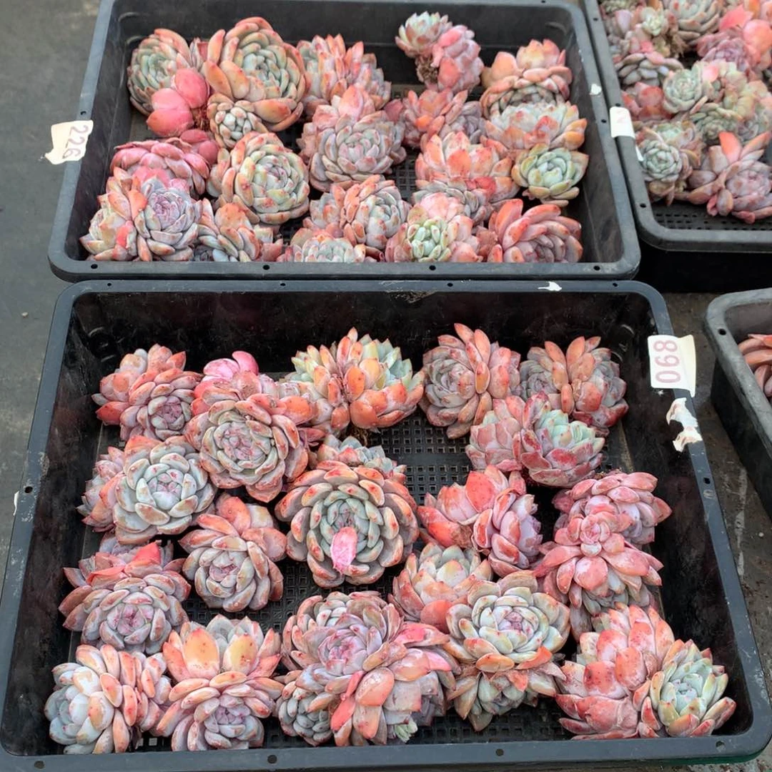 068橙子多肉植物组合