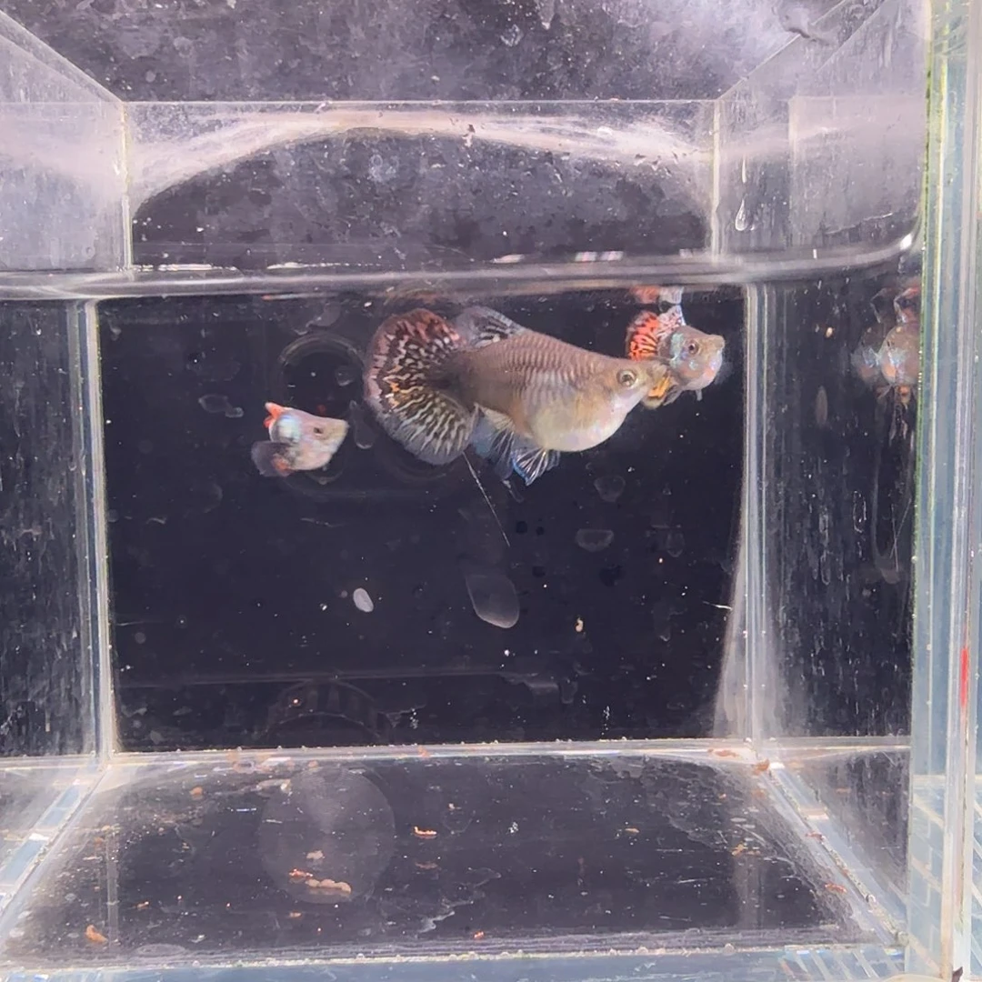 孔雀鱼七彩龙鳞球2对