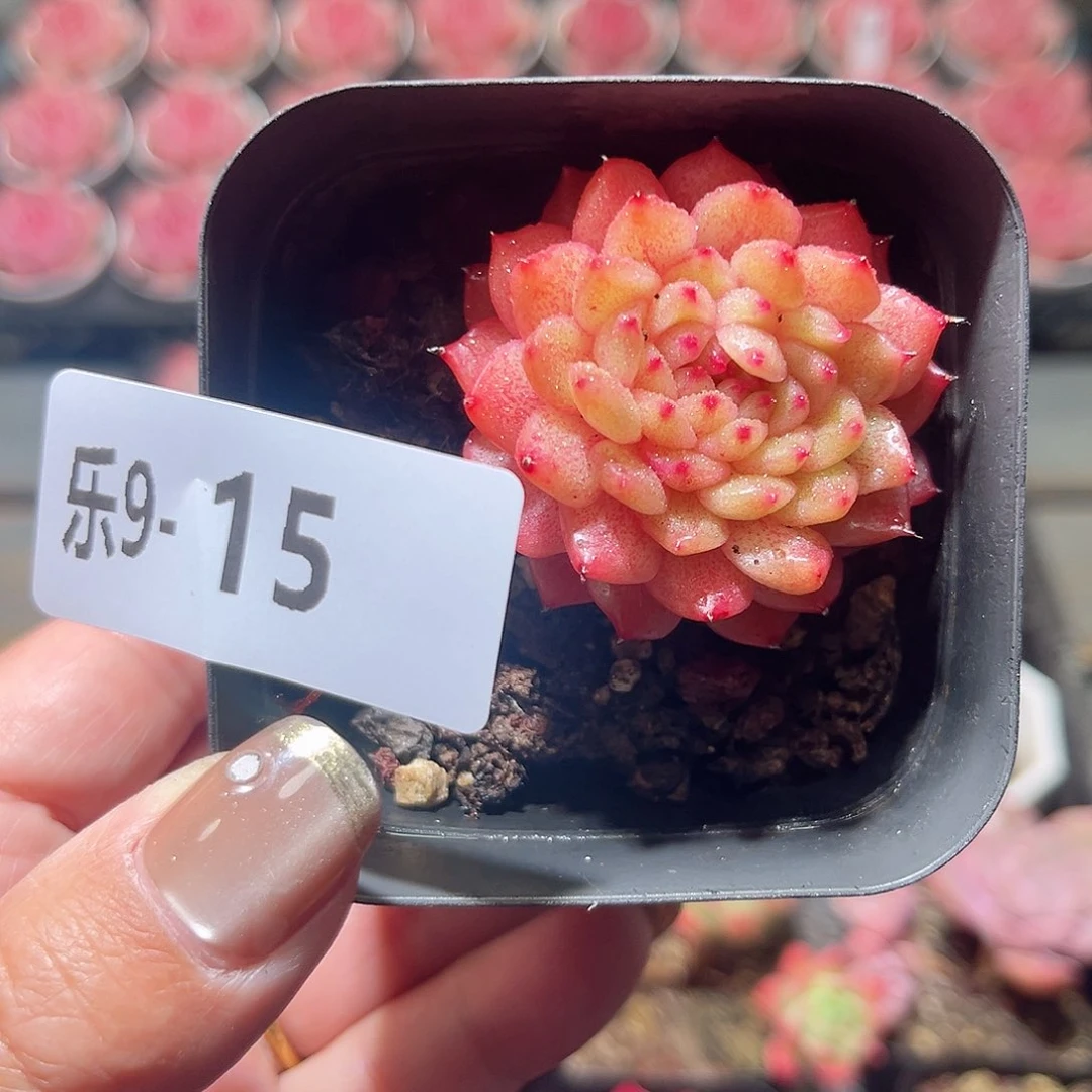 乐9-15 灵翠单头