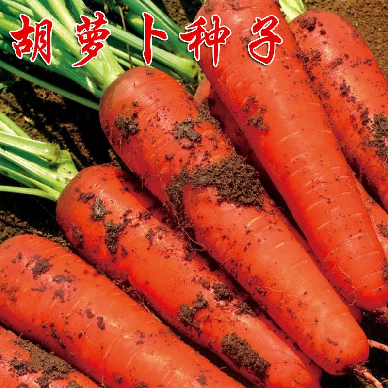 【全店满5元包邮】胡萝卜的种子农家高产红萝卜籽种子夏季秋季易播