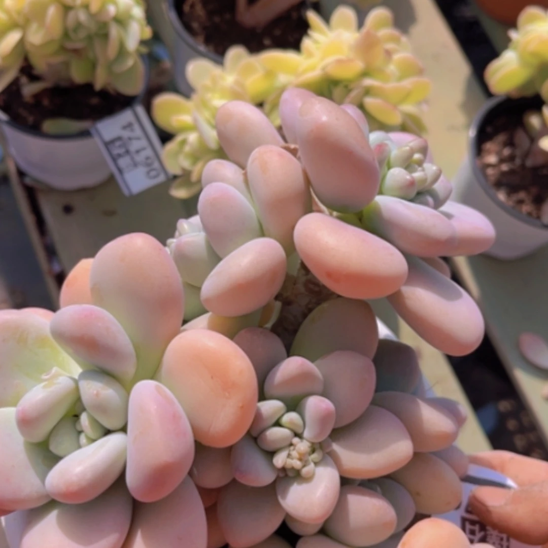 【闪购商品】香水洛神06176