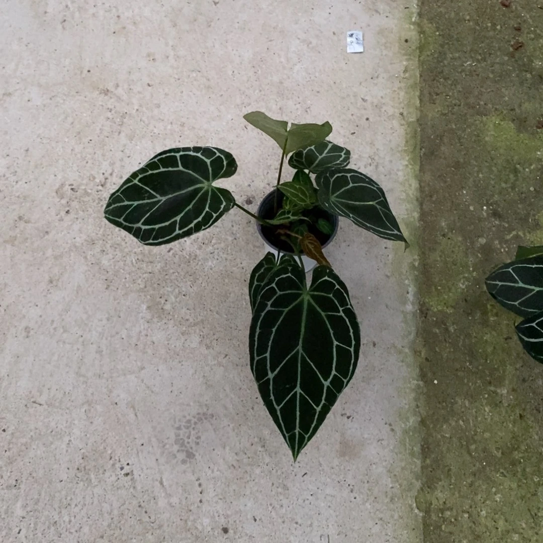 不开花植物1021 黑水晶