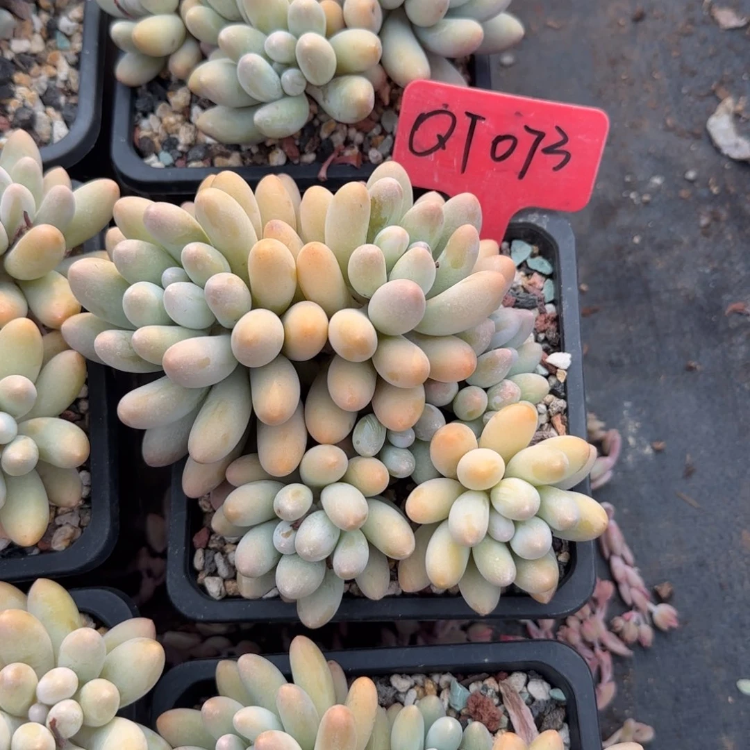 汤圆老桩多肉五十包邮