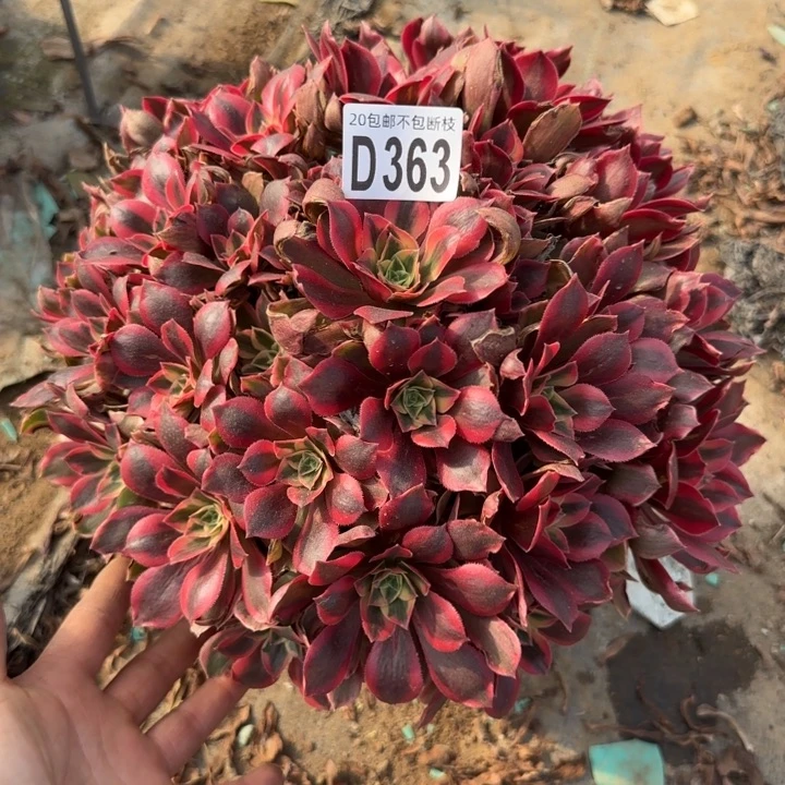 女妖……多肉植物……