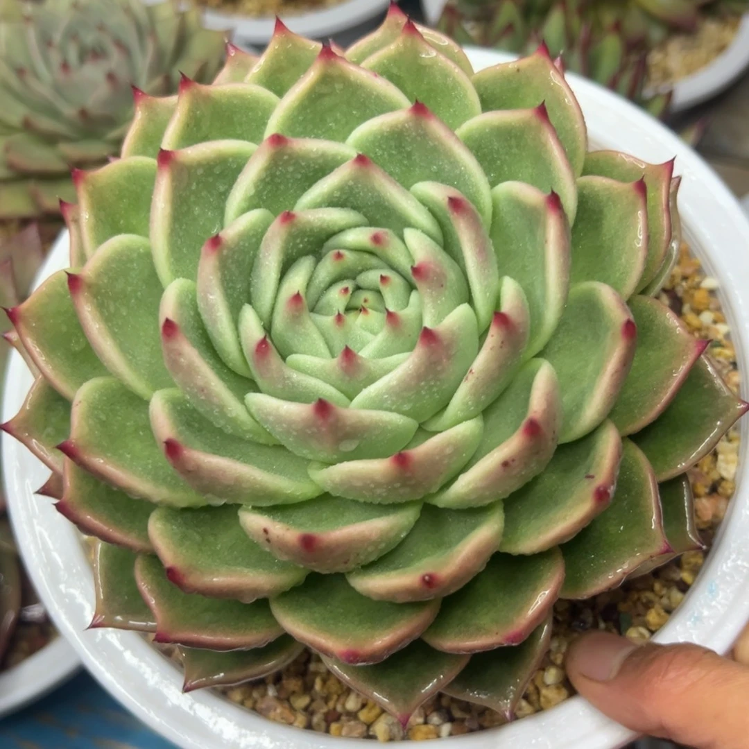 多肉植物一物一拍（7号）