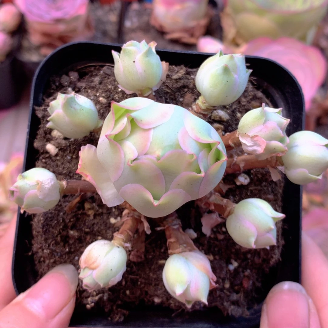 ~*~一物一拍福利666