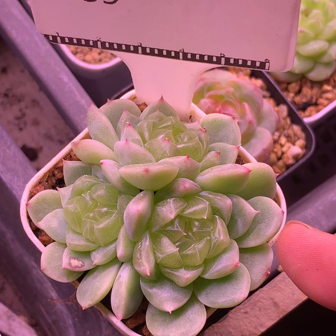 财富密码福利自然群58包邮