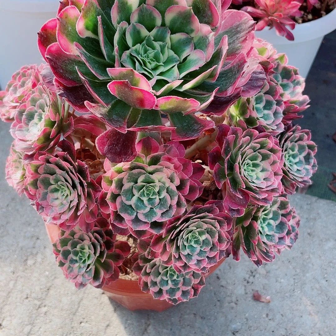 小***呆小呆-霁月38福利福利福利