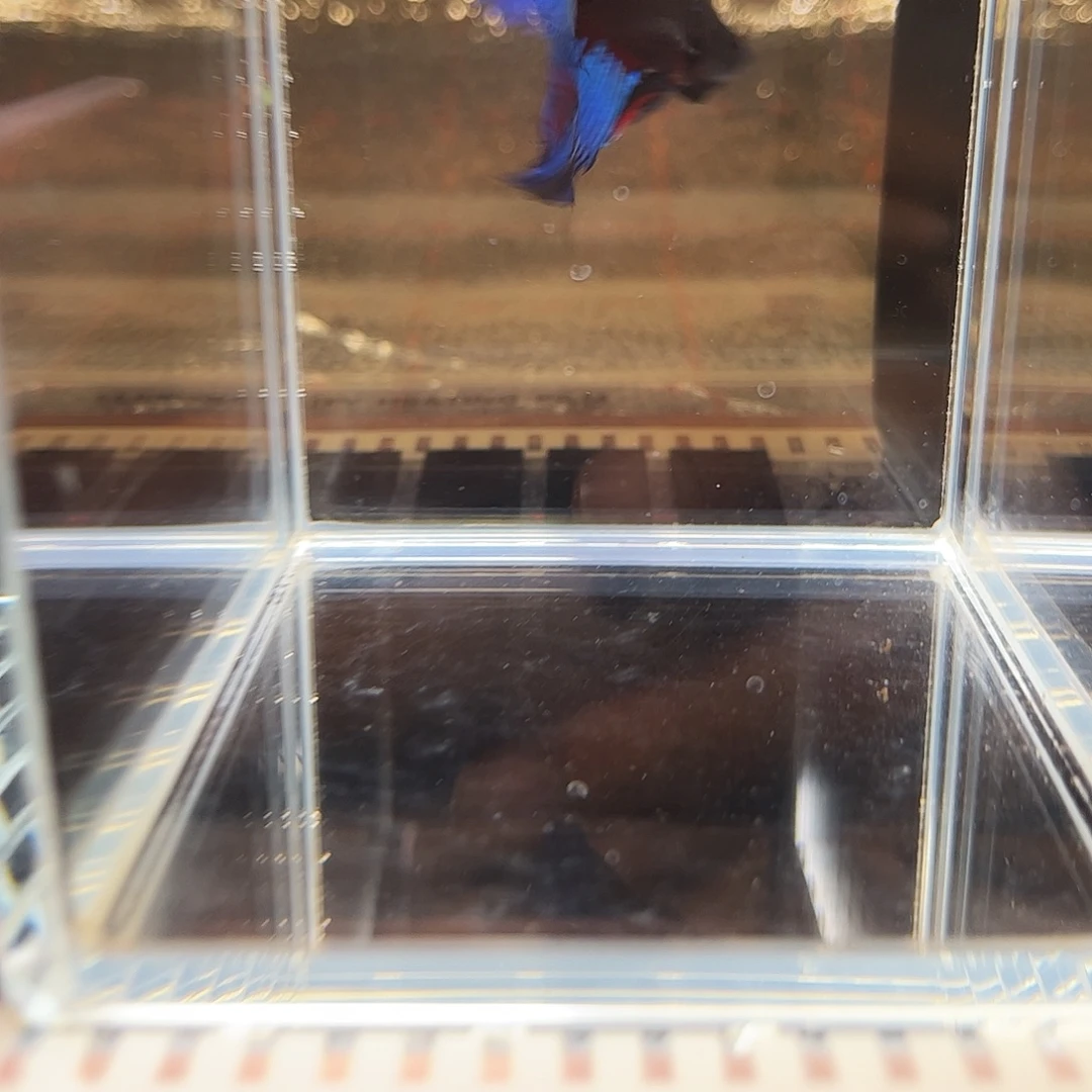 海水鱼宙斯斗鱼竞拍1216