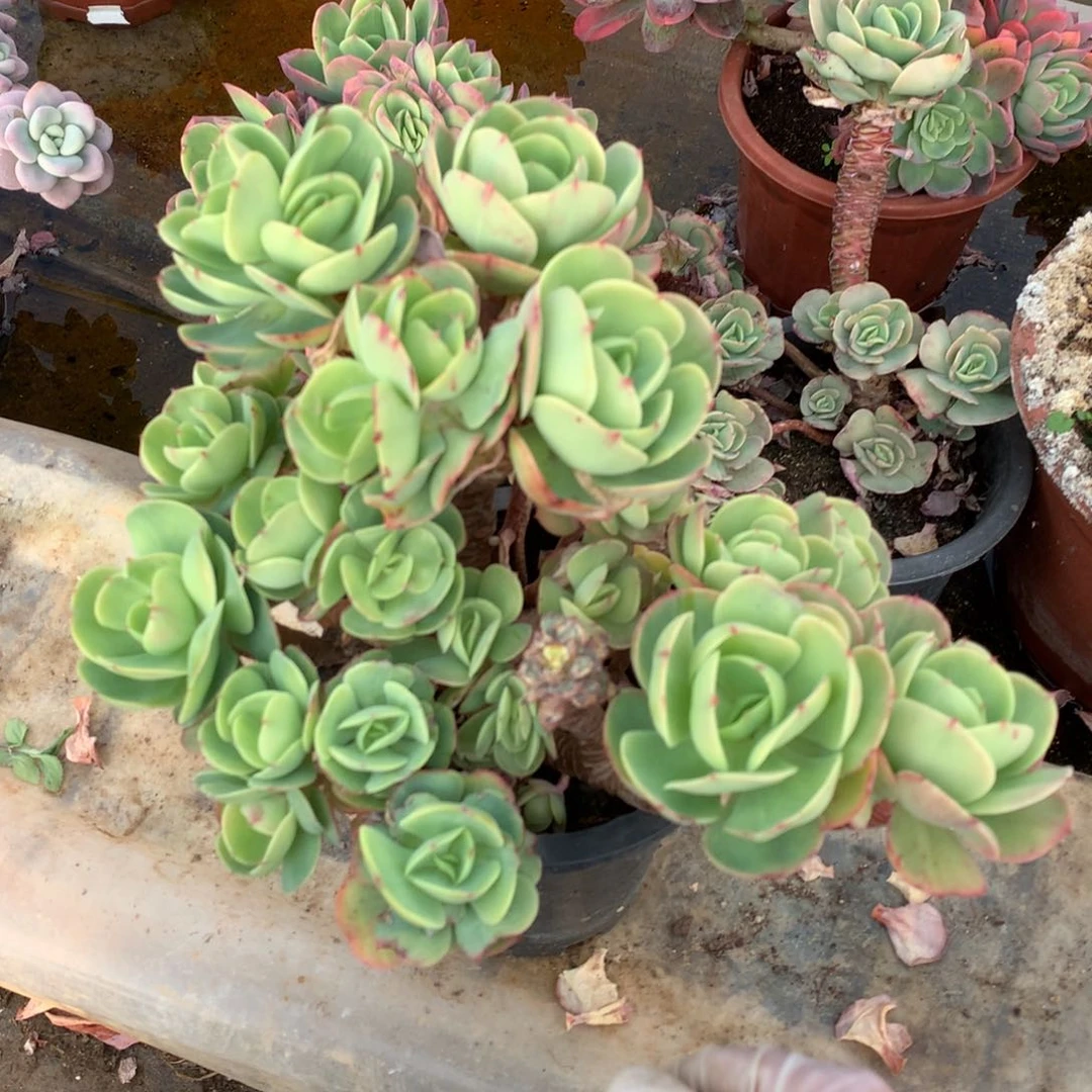 碧桃瑕疵不售后一物一拍