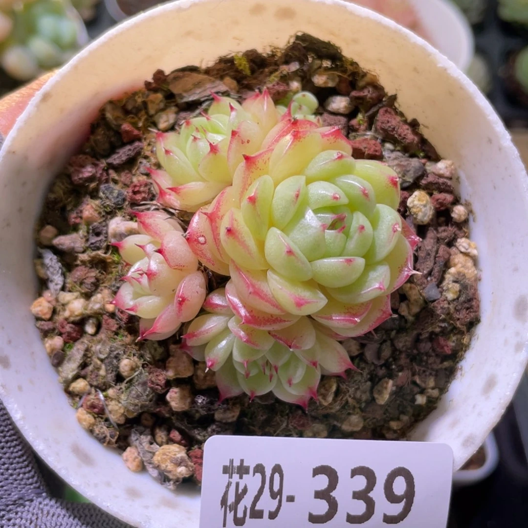 花利美29-339海王