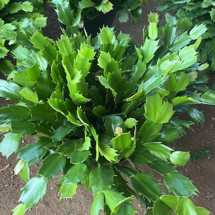 顺****当前无花栽培后可以开花