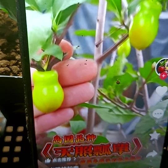 无花朵天照飘单扦插苗