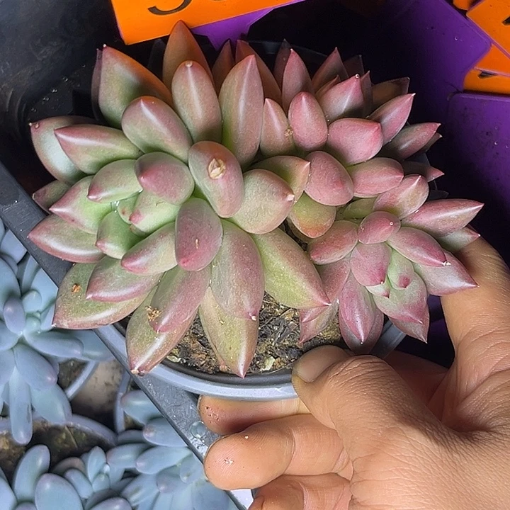 多肉植物米其林561