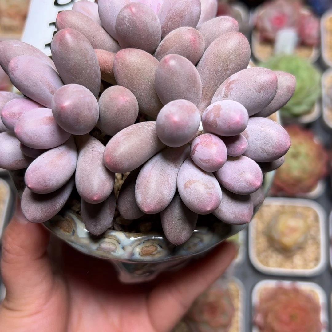 Y****中544 多肉植物组合