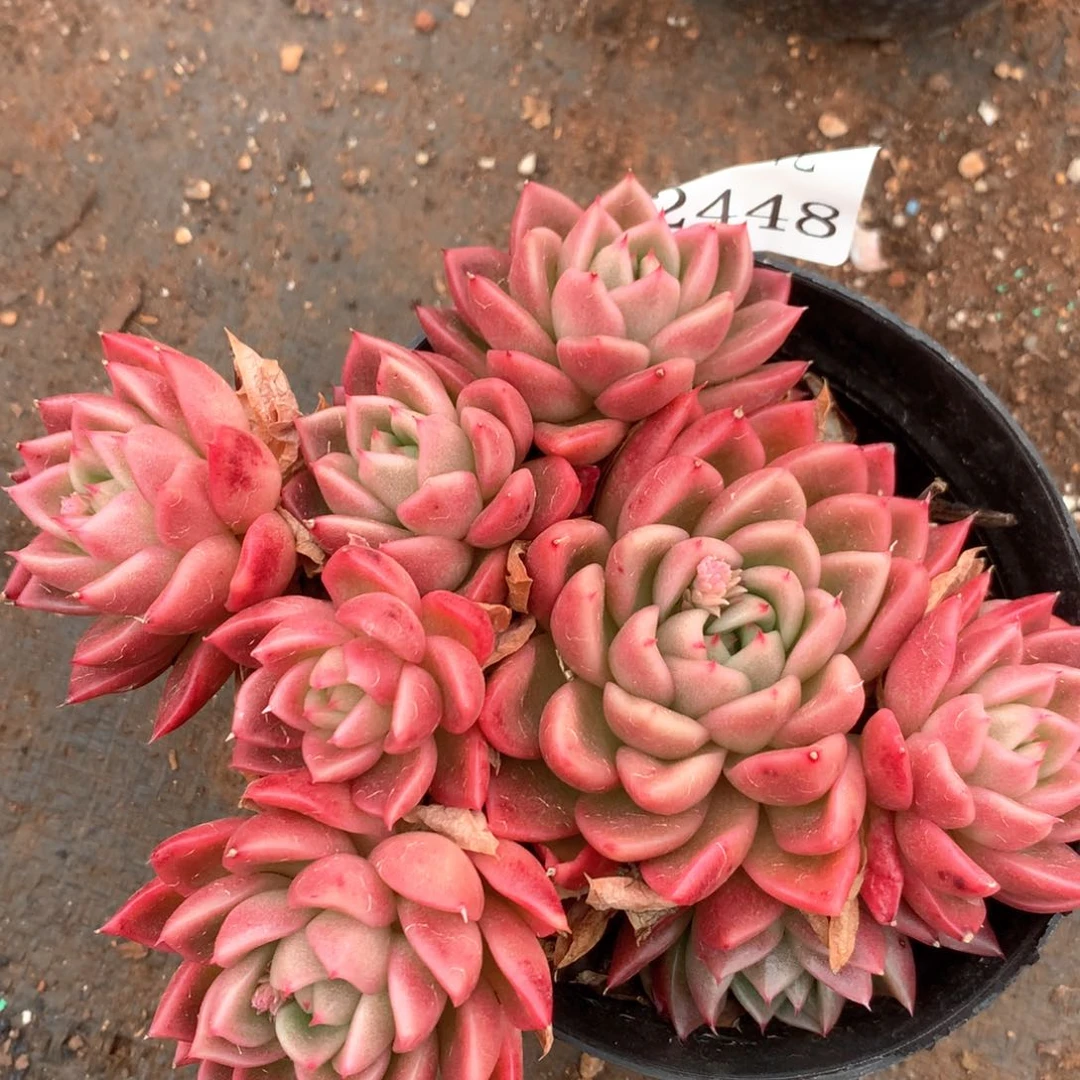 2448杂交多肉植物