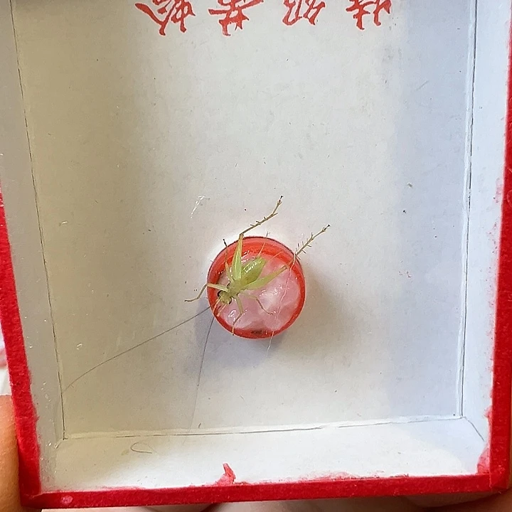 用***2精品翡翠一只哈哈