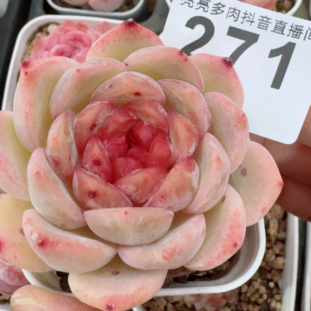 豆沙馅         精品多肉