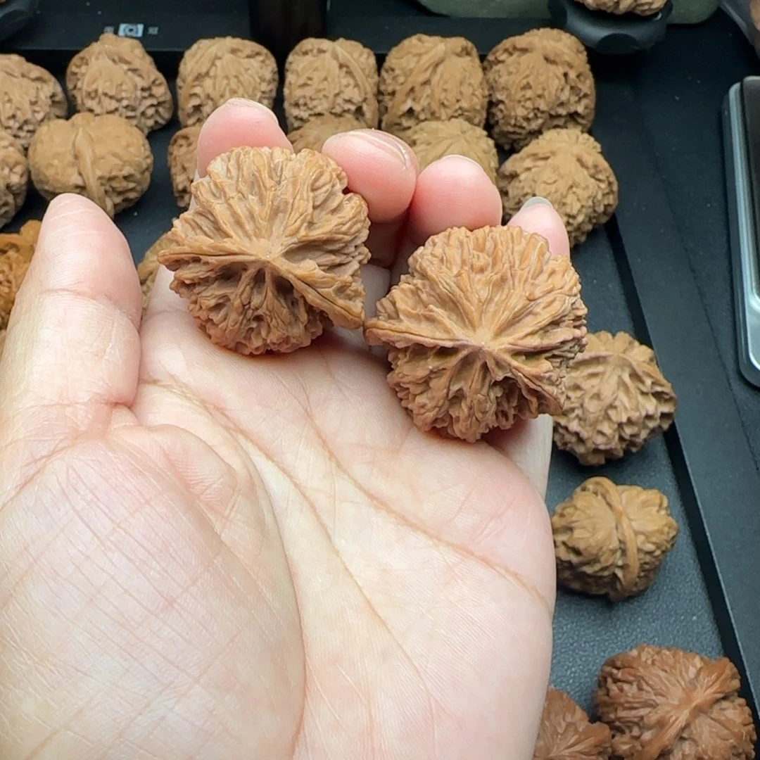 超龟苹果园小飞蛇