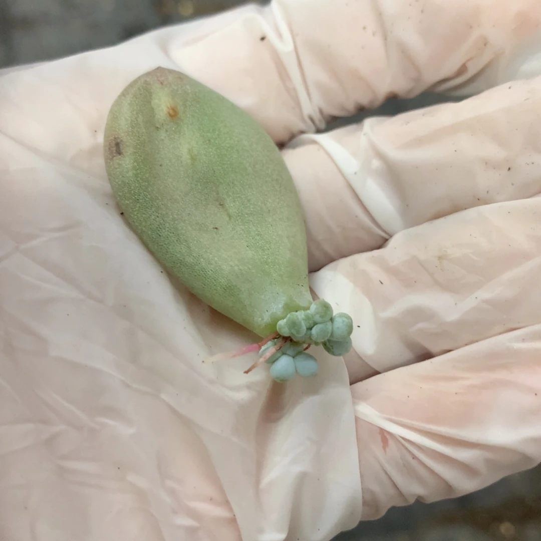 油煎奶酪 432 多肉