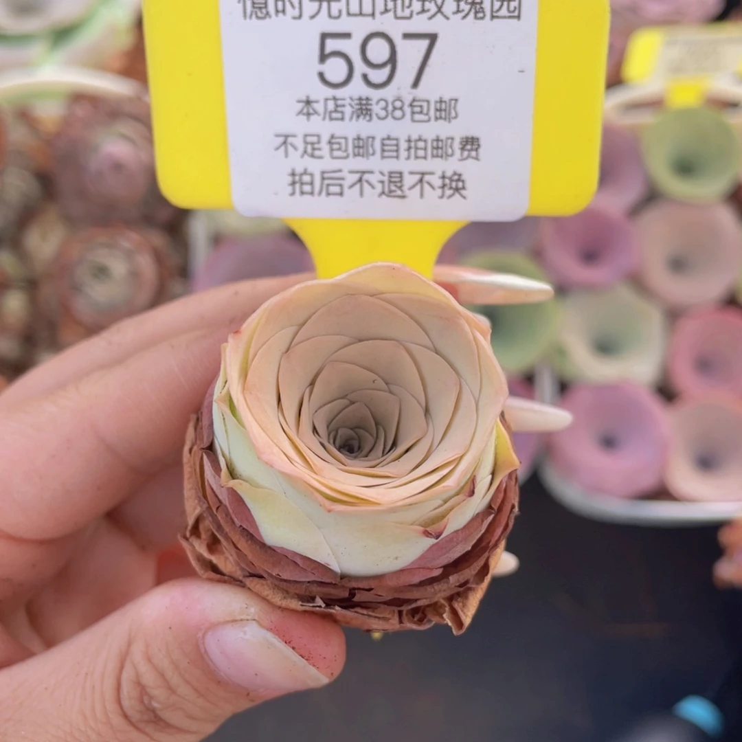 山地玫瑰597满38包邮裸根发货