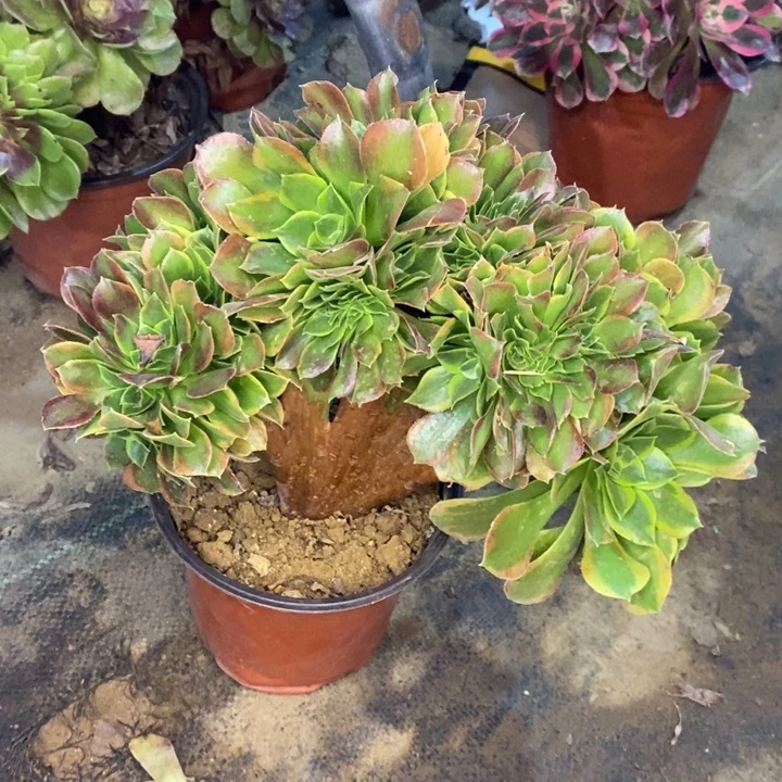 青檬锦缀多肉植物2。