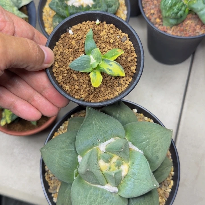 大型牛舌锦千里马苗