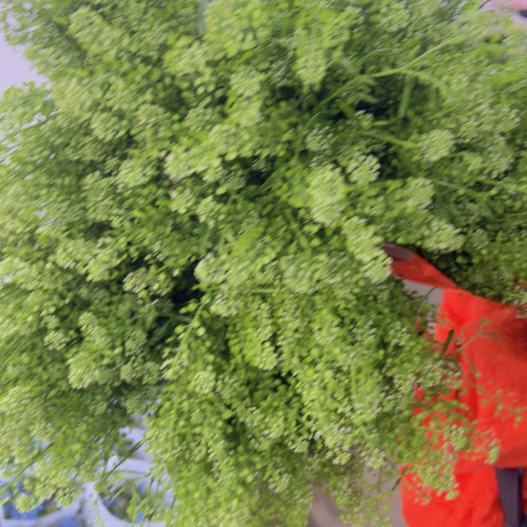 绿林草5扎顺丰包邮秒杀