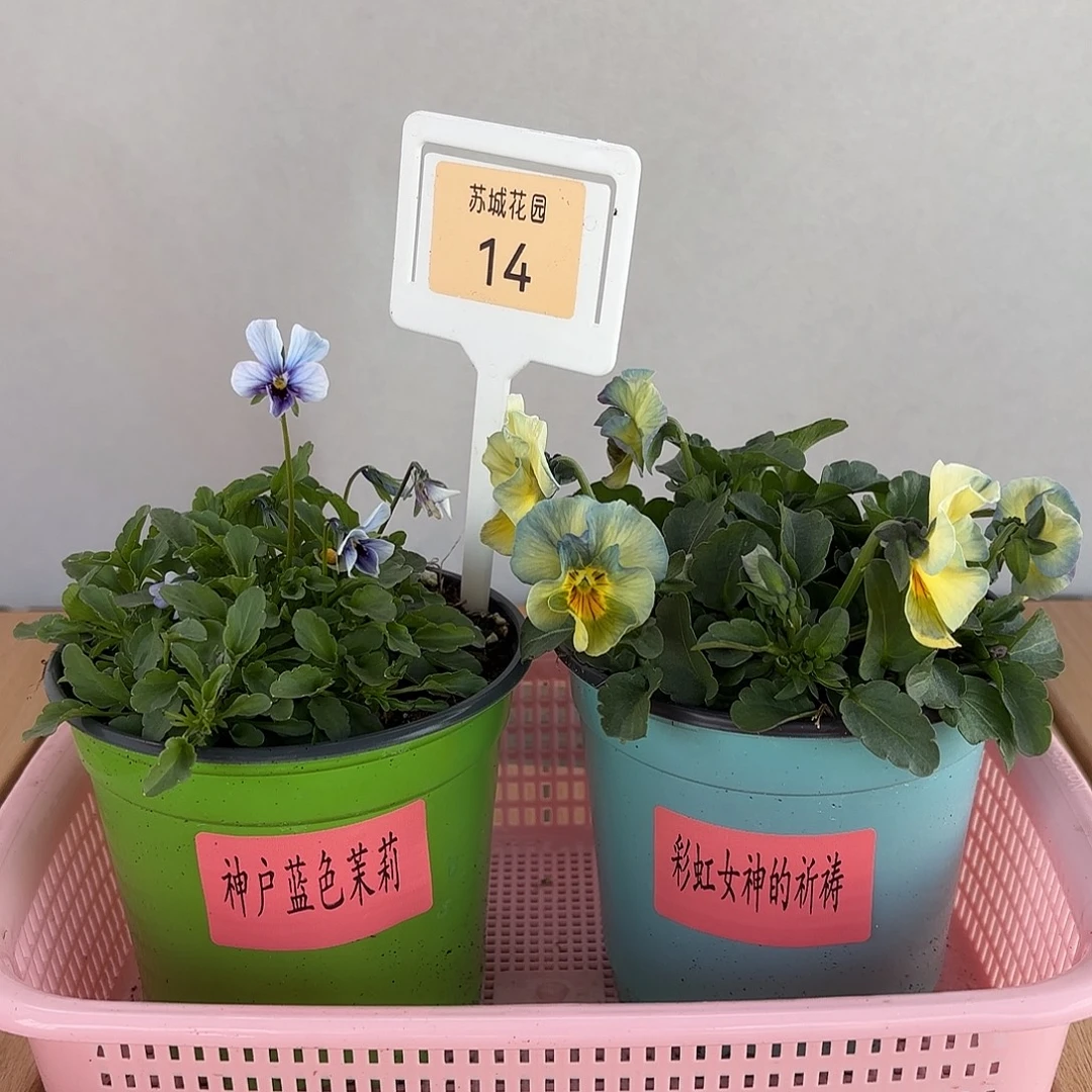 大部分开放少量花苞14