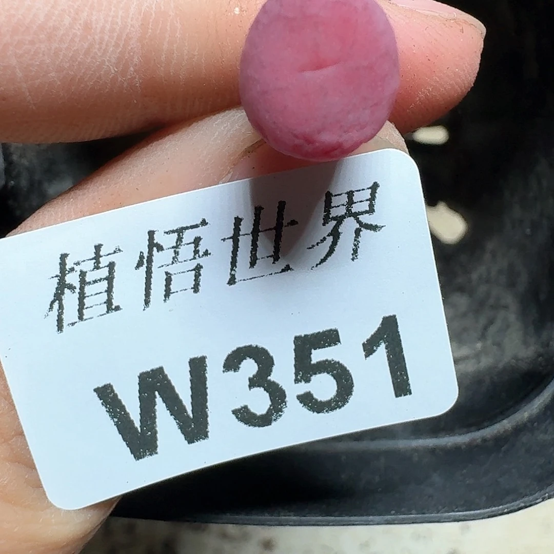 351号多肉植物哇c v