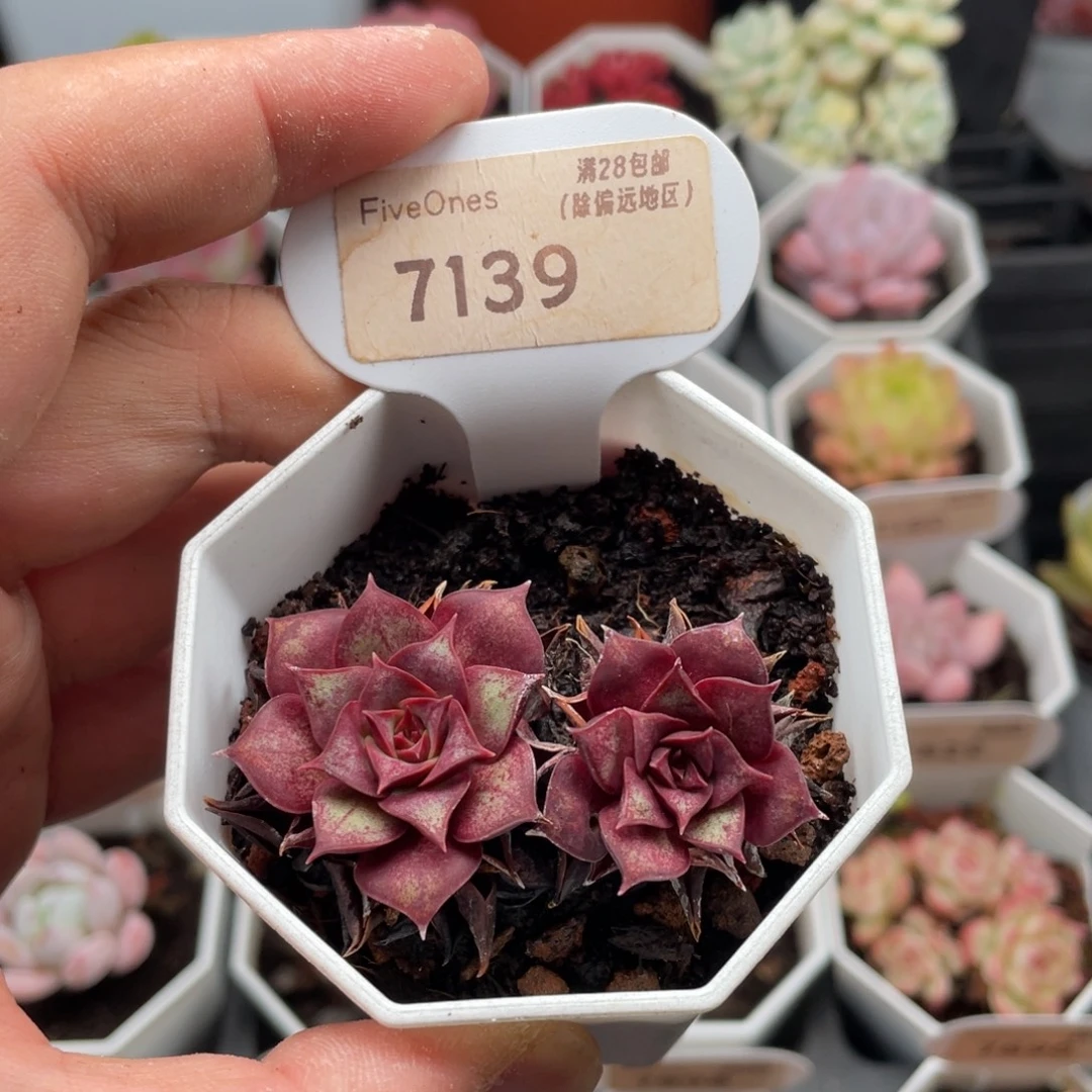 罗西玛7139-5.5厘米