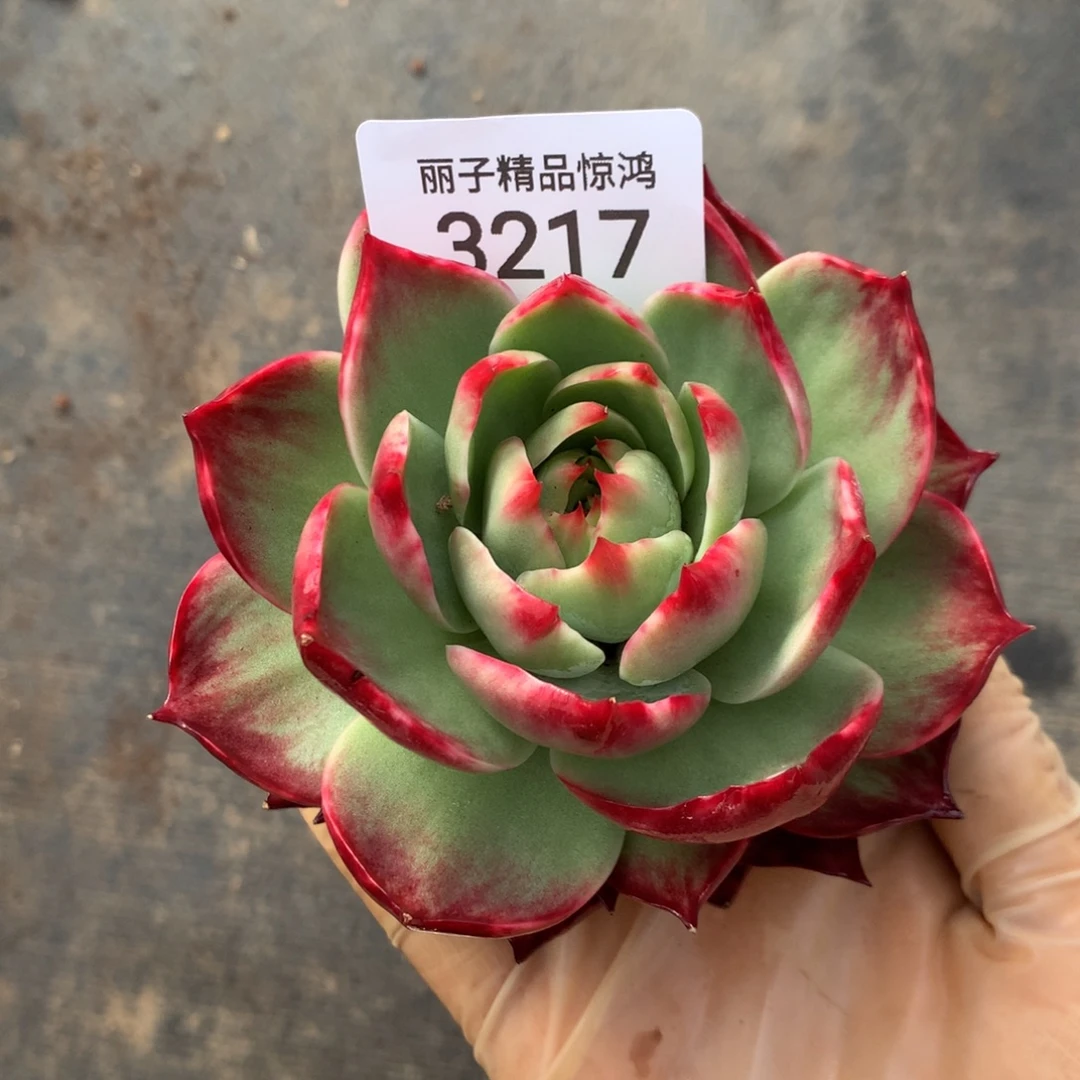 3217一物一拍10厘米