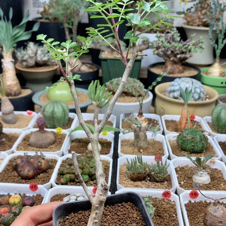 橡木漆树实生带盆