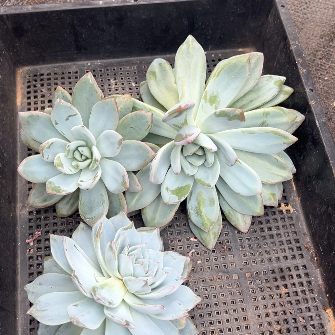 包***抠三个大头，多肉植物砍头