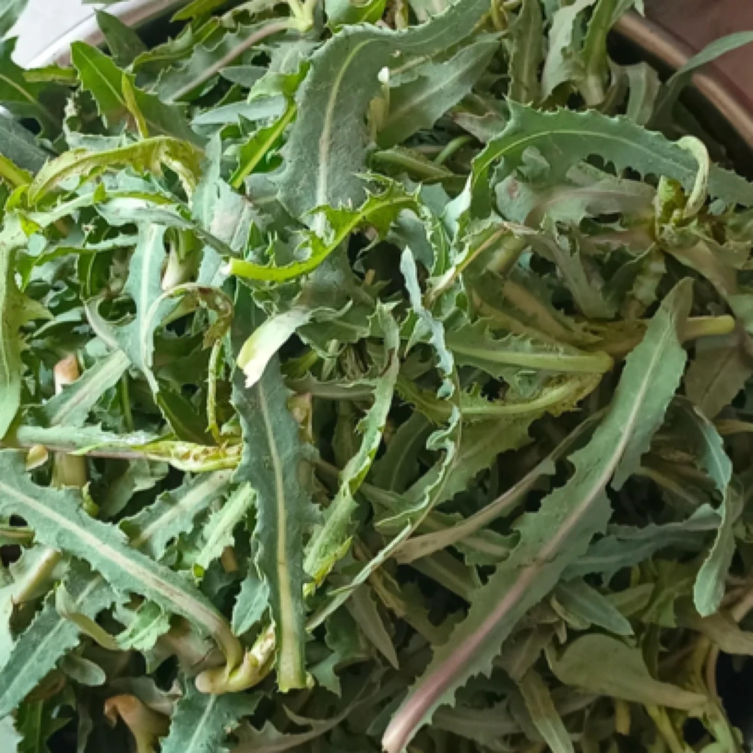 顺丰包邮内蒙古现挖新鲜苦菜