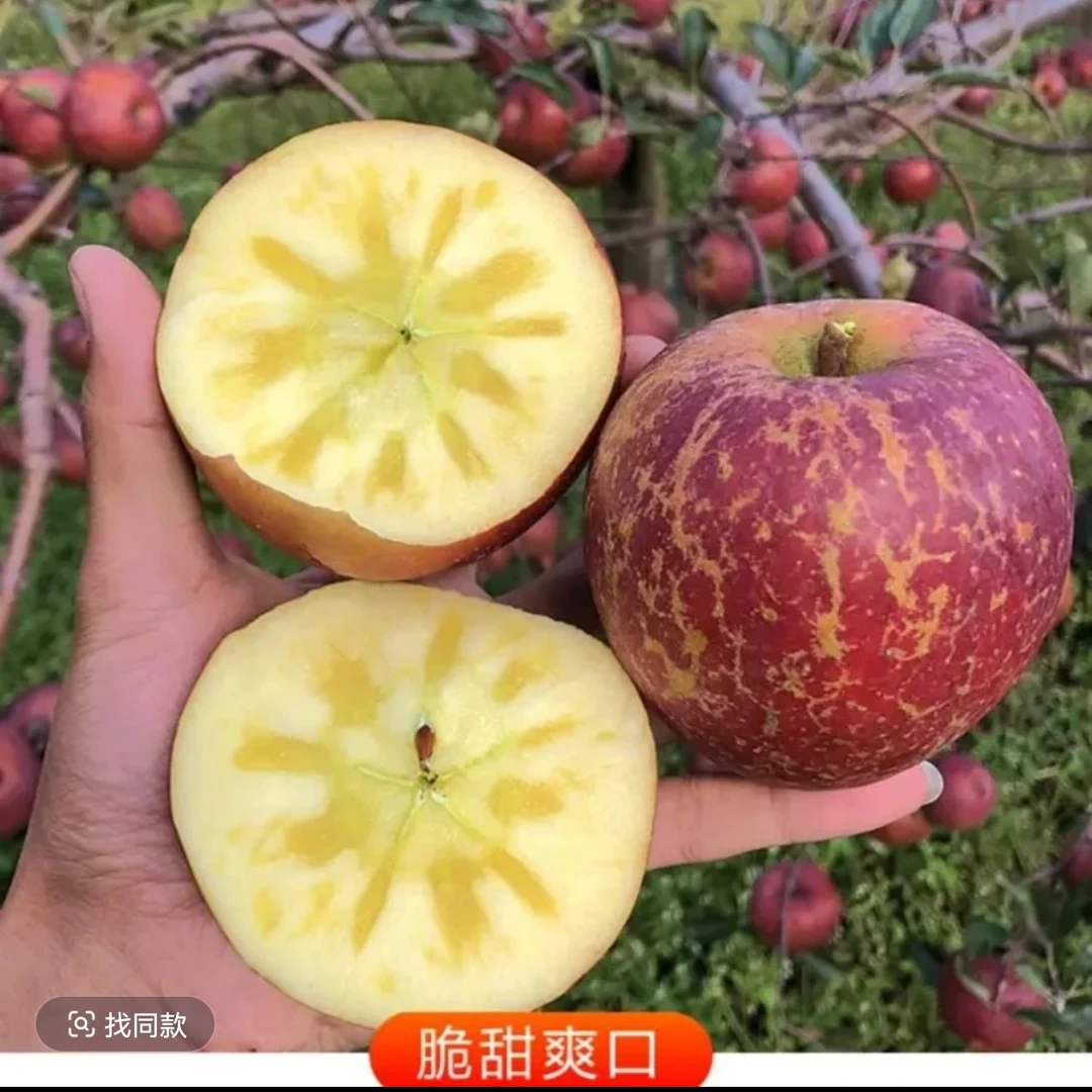 【平台推荐】蜜悦高原苹果，咬一口， 高原红苹果，甜过初恋！黑龙江省