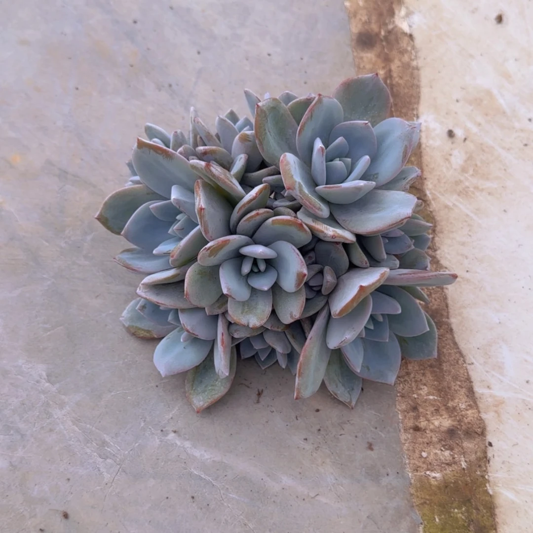 【闪购商品】13头奶茶