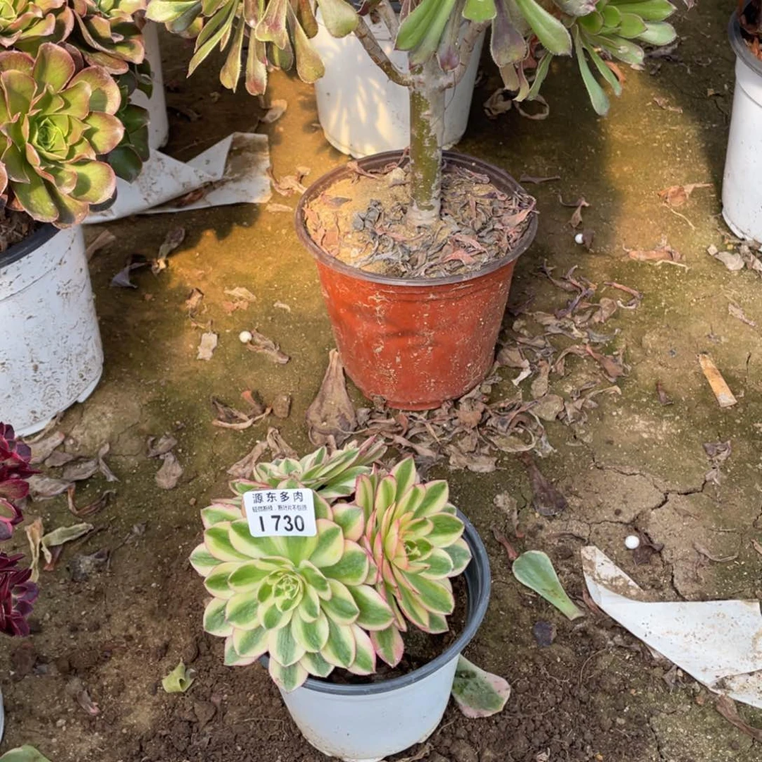 730火龙果多肉法师断枝不包