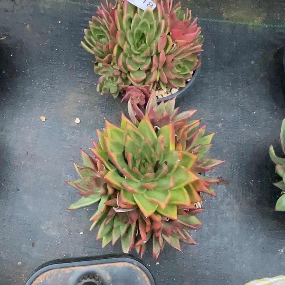若如东云单拍D718