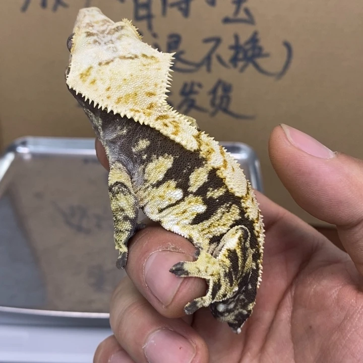 睫角守宫12.1二十六
